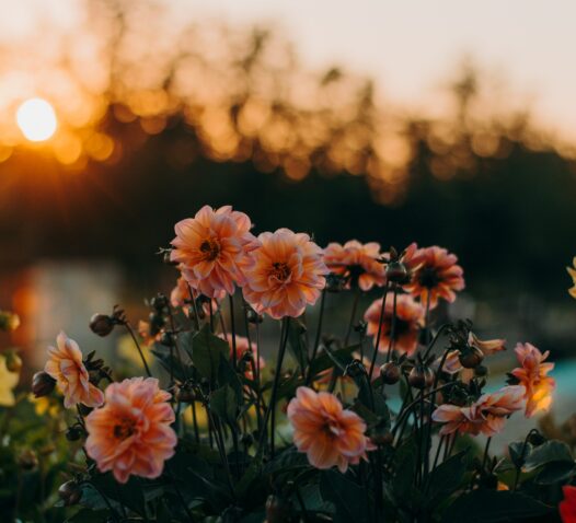 Rosa blommor i förgrunden mot en solnedgång i bakgrunden.