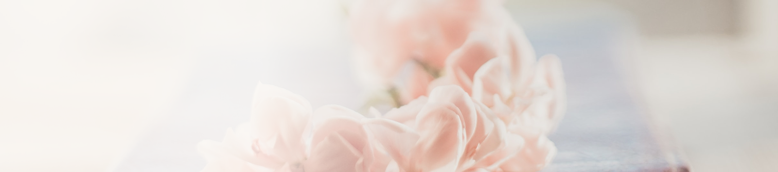 Närbild av mjuka, rosa blommor i oskarp fokus.